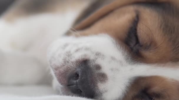 A kis imádnivaló beagle dog az ágyon alszik. — Stock videók