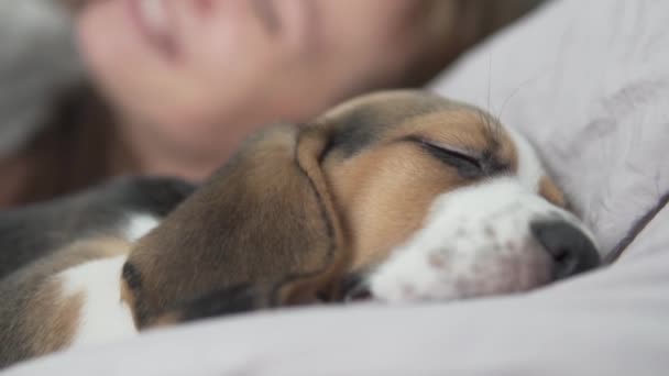 En kvinna pratar i telefon bredvid en sovande hund i sängen. — Stockvideo