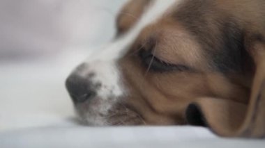 Güzel, uyuyan bir köpek yavrusunun ağızlık kaplaması.