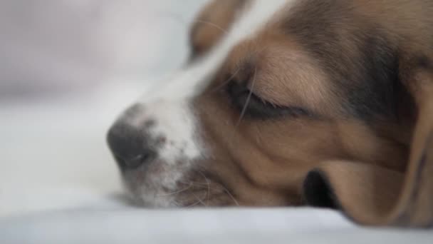 Close-up muzzle of a beautiful sleeping beagle puppy — Stock Video