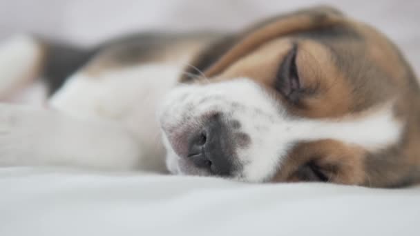 Un primo piano di un simpatico cucciolo beagle addormentato — Video Stock