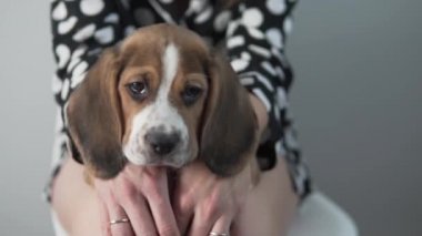 Bir kadın sevimli bir köpek yavrusu tutuyor ve bir köpeği okşuyor.