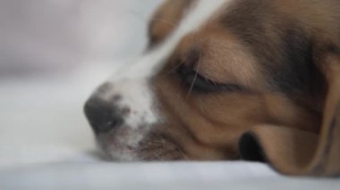 Uyuyan bir av köpeğinin ağızlığının yakın çekimi.