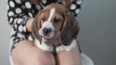 Bir kadın kollarında bir av köpeğini okşar.