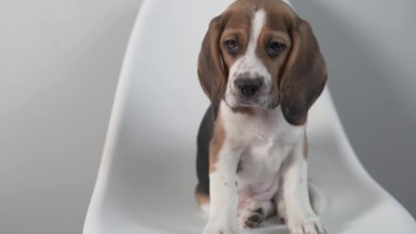 En vacker beagle valp utgör för ett foto i studion — Stockvideo