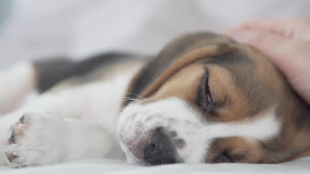 Een man streelt een schattige slapende beagle puppy. — Stockvideo