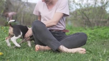 Yavru köpek, bastonu yürürken hostese getirir.