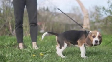 Bir kadın baharda tasmalı bir köpek yavrusuyla yürüyor..