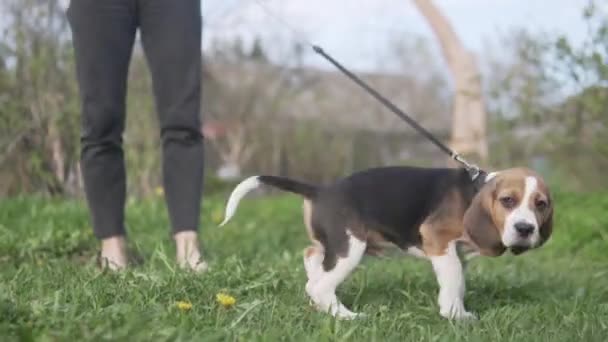 Une femme marche avec un beagle chiot en laisse au printemps . — Video