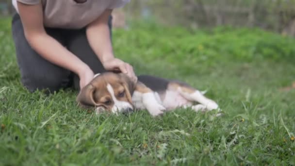 Una mujer en un paseo con un perrito beagle en el parque en la primavera — Vídeo de stock