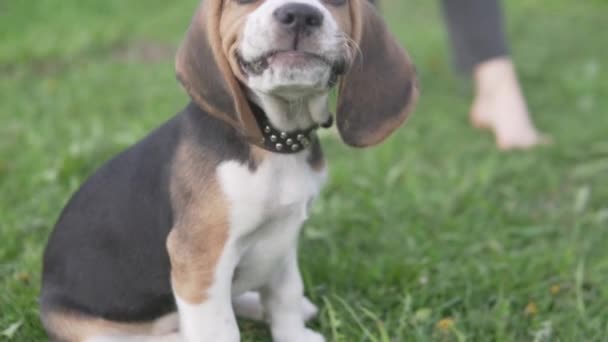 Close-up puppy beagle on a leash on a walk — Stock Video