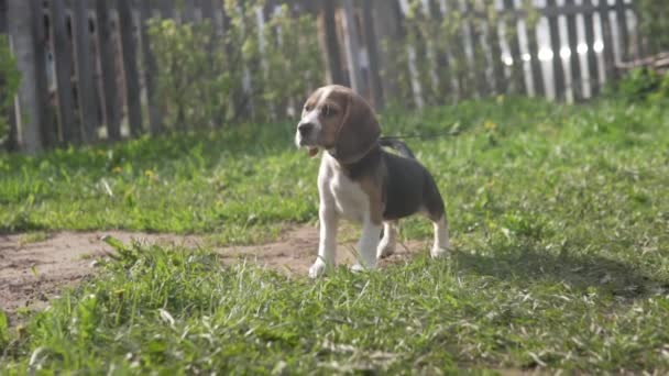 Cachorro beagle camina en el parque con una correa en la primavera — Vídeo de stock