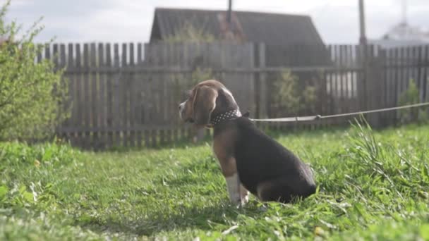 Cucciolo beagle siede sull'erba al guinzaglio e aspetta il proprietario — Video Stock