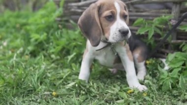 Küçük köpek yavrusu yeşil çimlerde oturuyor.