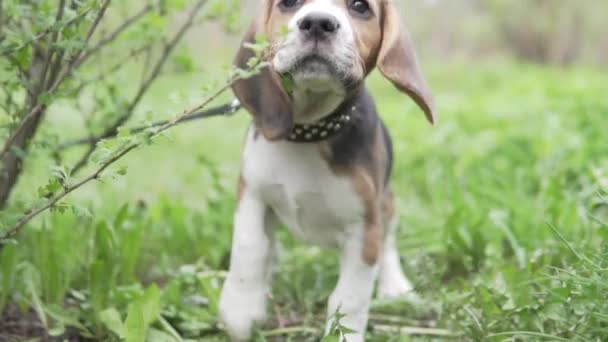 Leuke puppy beagle op een wandeling in het park in het voorjaar. — Stockvideo