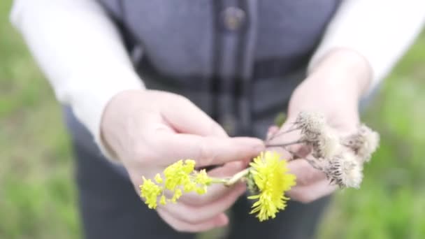 女性の手は野生の花の小さな花束を作る — ストック動画