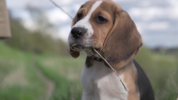 Lähikuva kauniista beagle-koiranpennusta kävelyllä puistossa keväällä — kuvapankkivideo