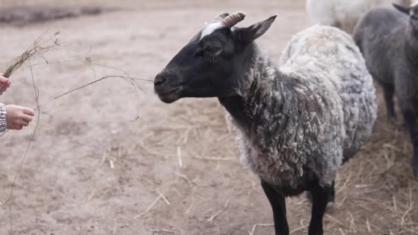 Une petite fille nourrit un agneau avec du foin dans une ferme — Video