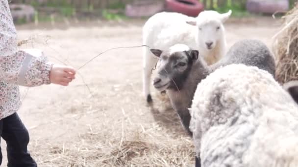 Słodka dziewczyna karmi owieczkę na farmie suchą trawą wiosną — Wideo stockowe