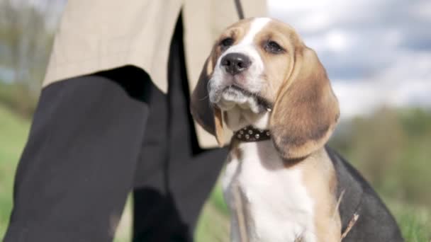 Il beagle femmina trema con il vento sulla prima passeggiata — Video Stock