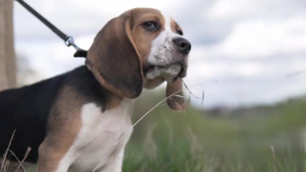 Kaunis pentu beagle kävelyllä kentällä — kuvapankkivideo