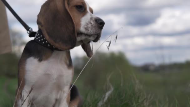 Κοντινό πλάνο του όμορφου τρίχρωμου beagle κουτάβι, ενώ το περπάτημα στο πεδίο άνοιξη — Αρχείο Βίντεο