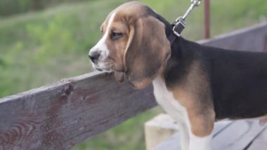 Üç renkli güzel bir köpek yavrusu köprüde duruyor ve nehre bakıyor.