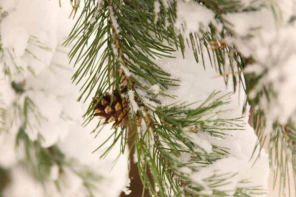 Covered with snow evergreen pine brunch with cone.