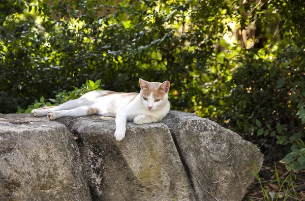 Cat resting on the stones, Caserta Royal Palace and Park, Italy