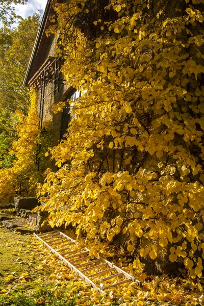 Autumn view of the yard, yellow leaves and ladder, Mustion Linna park, Finland