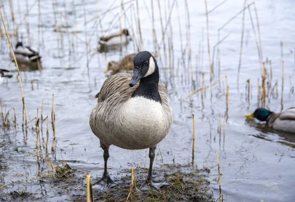 Canada goose on the shore of Seurasaari island, Helsinki, Finland
