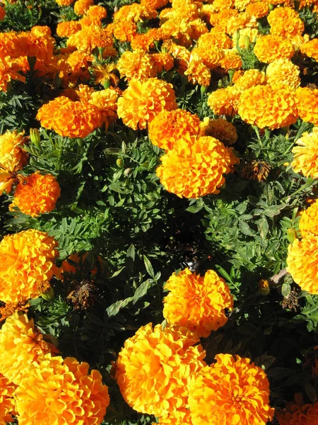 Marigold Flowers in Field in Summer.