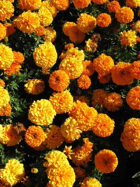 Marigold Flowers in Field in Summer.
