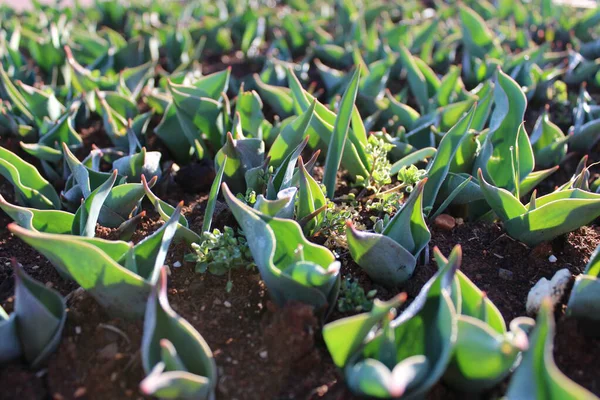 Stock Photo of Plant Sprouting.