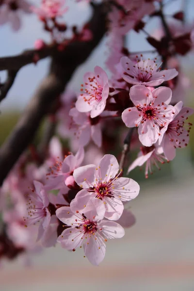 Stock Photo of Cherry Bloom in Spring.