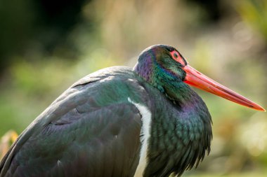 Siyah leylek fotoğraf