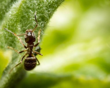 Karınca makro fotoğrafçılık