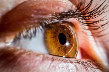 kahverengi insan gözü