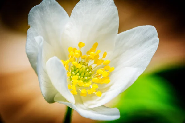 Snowdrop anemone macro — Stock Photo, Image