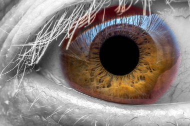 Kahverengi insan gözü makro