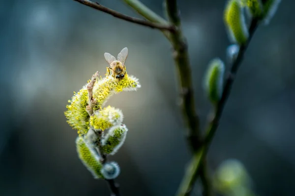 Bee on Goat Willow — Stok Foto