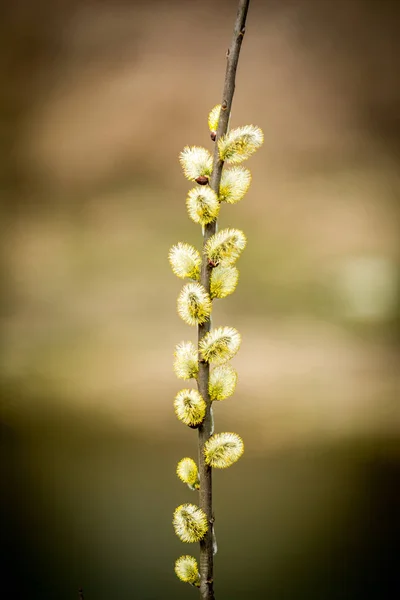 Bloom geit wilg — Stockfoto