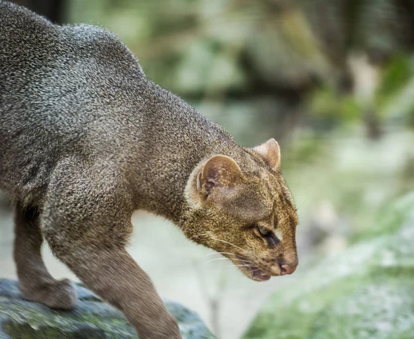 Zdjęcie z Jaguarundi — Zdjęcie stockowe