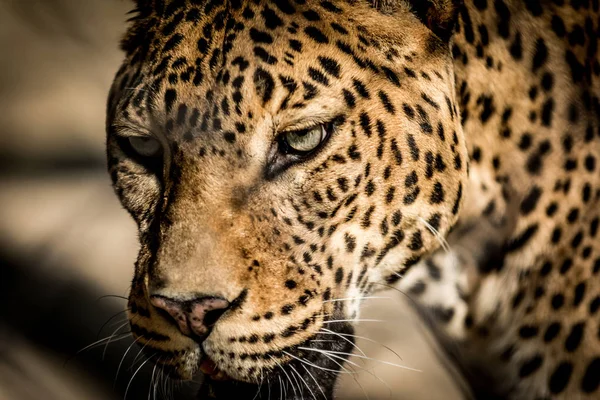 Srílanské leopard — Stock fotografie