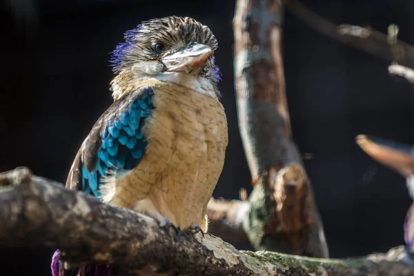 Kookaburra de alas azules —  Fotos de Stock