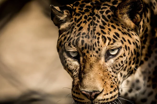 Srílanské leopard — Stock fotografie