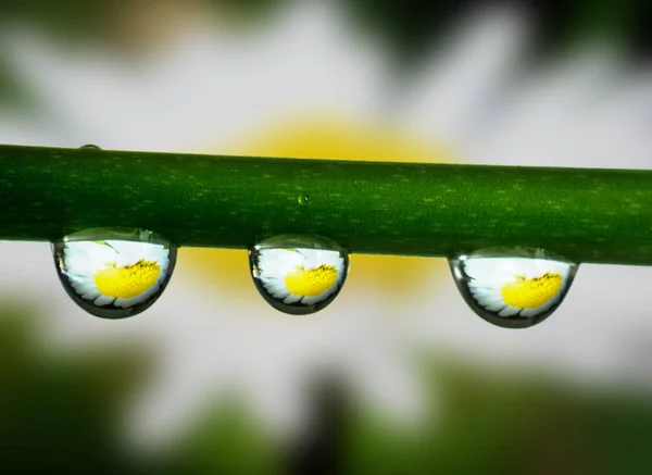 Daisy flower inside a water drops — Stock Photo, Image