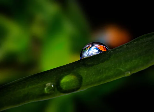 水滴の中のてんとう虫 — ストック写真