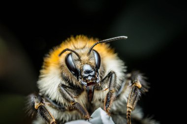 Bumblebee makro fotoğraf