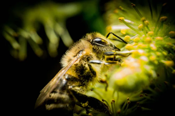 Bee macro photo — Stock Photo, Image